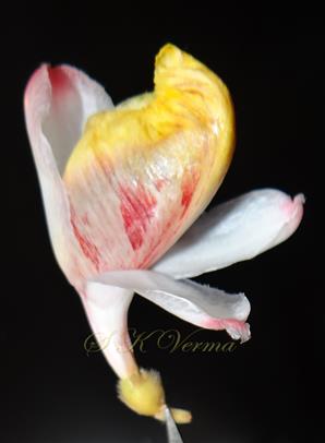  Flower with calyx removed